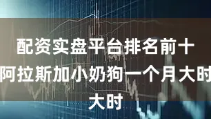 配资实盘平台排名前十阿拉斯加小奶狗一个月大时